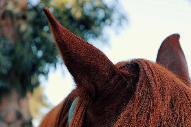 Kommunikation - Von Pferden das Flüstern lernen